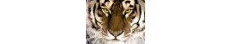 Tiger2000 Electronics SHOP ON LINE Tiger2000 Electronics SHOP ON LINE